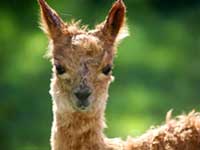 alpaca1